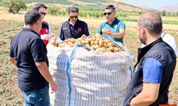 Şuhut’ta Patates Hasadına Saha Ziyareti