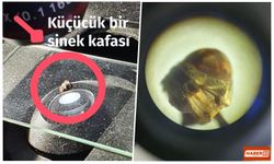Dinar’da İlginç İnceleme: Mikroskop Altındaki Sinek Başı Şaşırttı