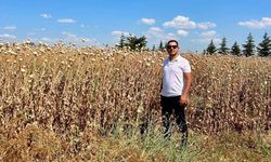 Afyon'da Çörek Otu ve Haşhaş Tarlalarında Kontroller Sürüyor