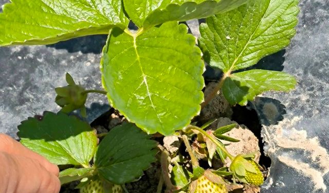 İscehisar'da ADEM Projesiyle İlk Çilek Hasadı Yapıldı