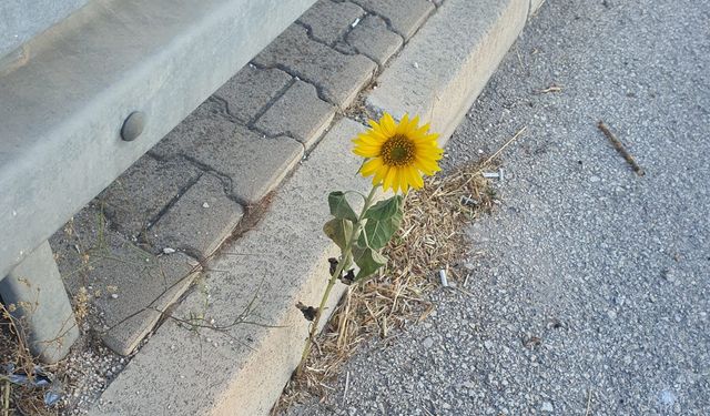 Dinar'da Asfalt Arasında Çıkan Minik Ayçiçeği Şaşırttı