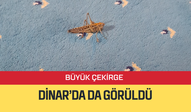 Büyük Çekirgeler Dinar'da da Görüldü, Bakanlık Son Noktayı Koydu