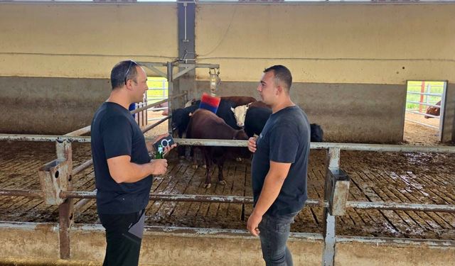 Afyonkarahisar’da İthal Besilik Sığırların Kontrol ve Denetimleri Sürüyor