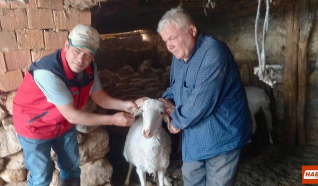 HALK ELİNDE KÜÇÜKBAŞ HAYVAN ISLAHI PROJESİ KAPSAMINDA TESPİT ÇALIŞMALARI DEVAM EDİYOR