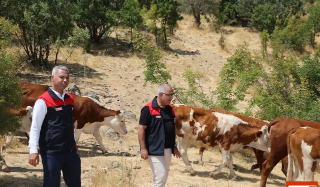 Elazığ’da Hayvancılık İşletmesine Angus ve Hereford Damızlık Düve Ziyareti