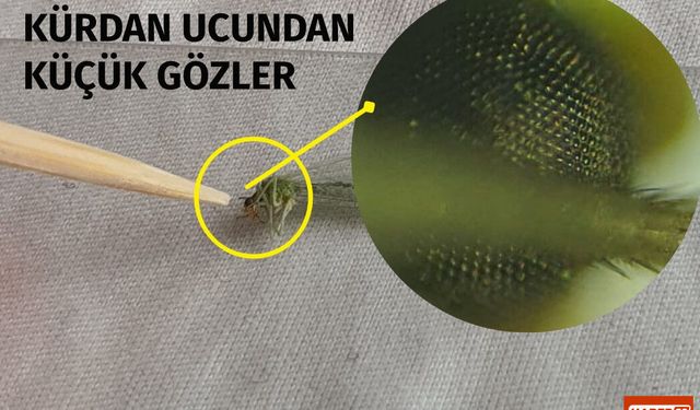 Dinarlı Vatandaş Yeşil Sivrisineği Mikroskop Altında İnceledi! Gözleri Şaşırttı