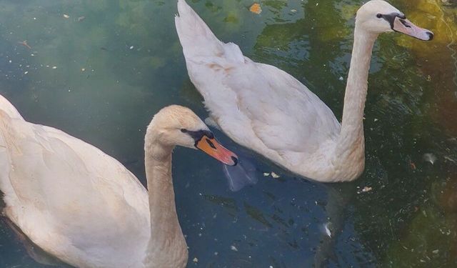 Dinar Suçıkan’a Yolunuz Düşerse Mutlaka Bakın: Havuzda Bir Arada Yaşıyorlar