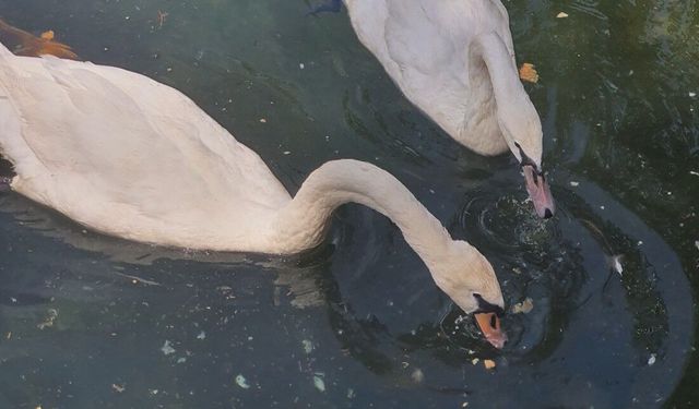 DİNAR SUÇIKAN’A GİDERKEN YANINIZA 2 BAYAT EKMEK ALMAYI UNUTMAYIN
