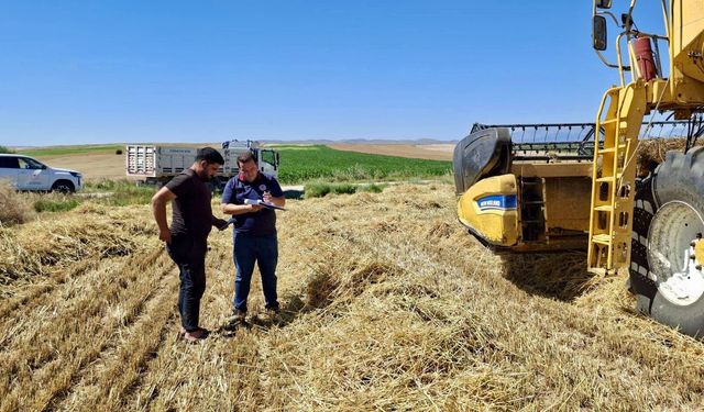 Afyonkarahisar'da Hububat Hasadı Sürüyor