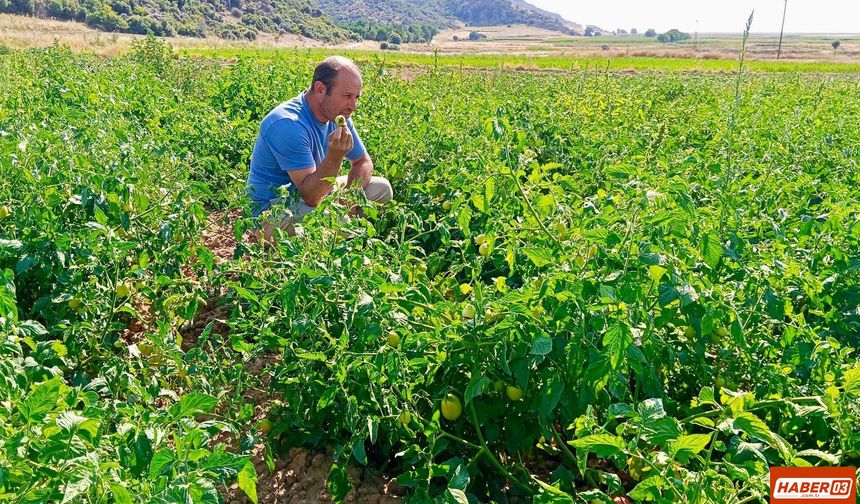 Başmakçı'da Sebze Tarlalarında Hastalık ve Zararlı Denetimi Sürüyor