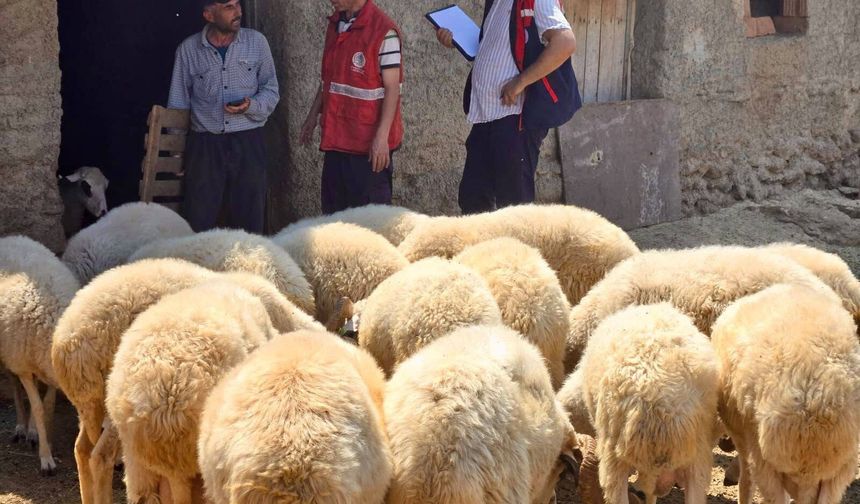 Bolvadin'in o köylerinde Küçükbaş Islah Projesi Kapsamında Koyun Tespit Çalışması yapıldı