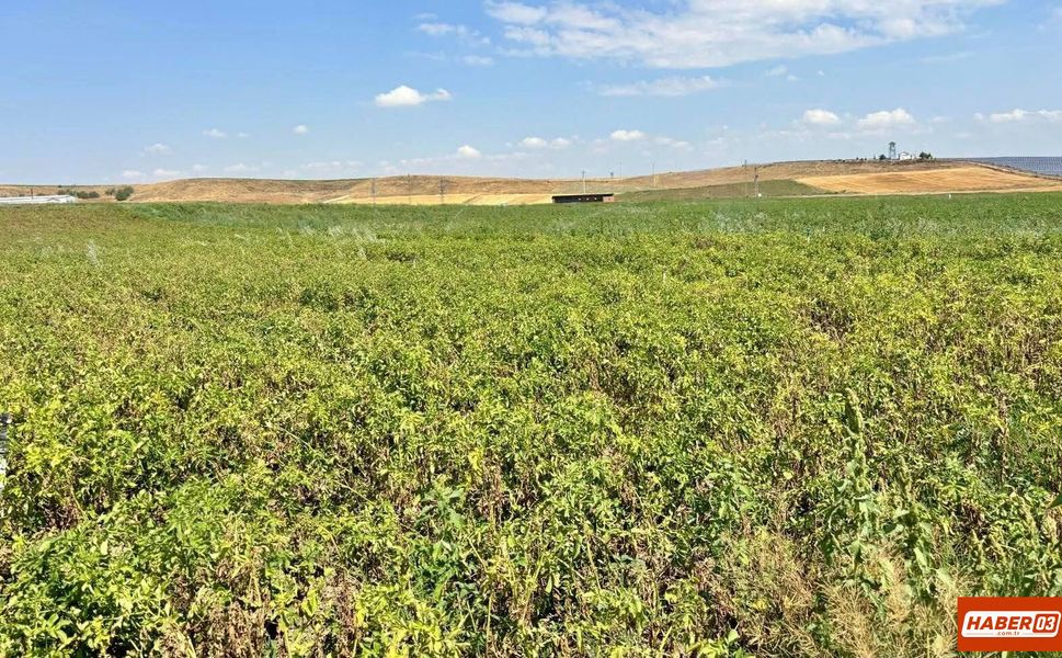 Afyonkarahisar'da Patates üretim alanlarında saha kontrolleri yapıldı