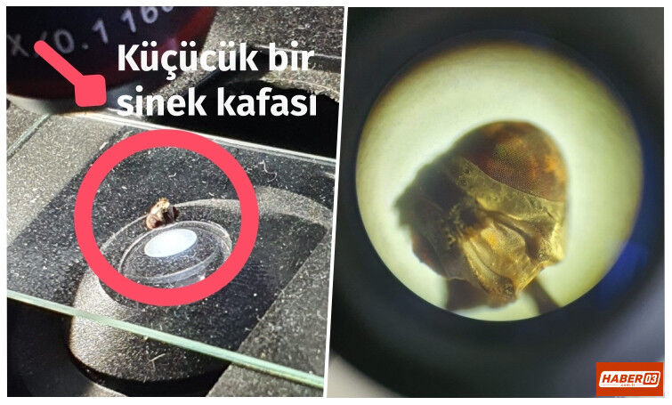 Dinar’da İlginç İnceleme: Mikroskop Altındaki Sinek Başı Şaşırttı